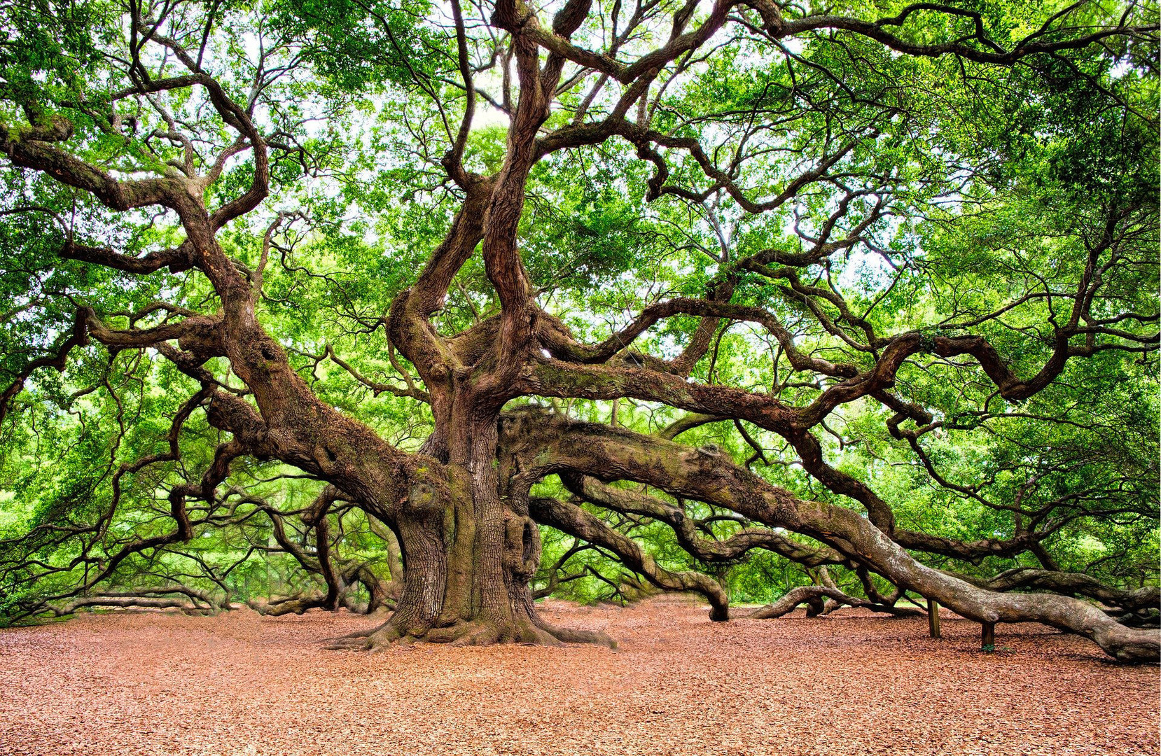 Pine Forests