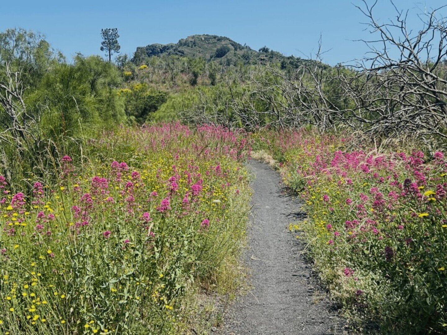 Wildflowers